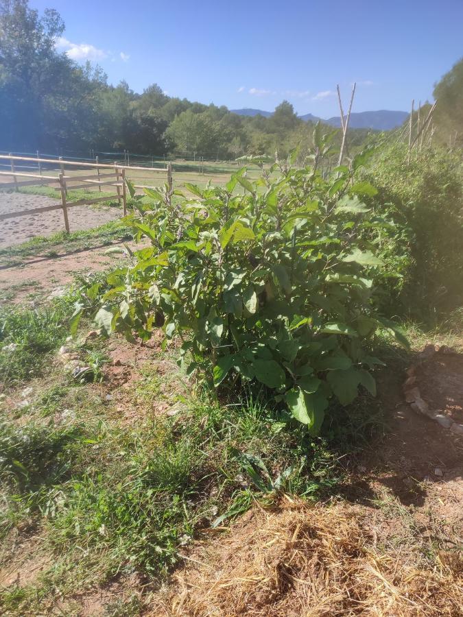 La Margottiere Chez Isa Et Titi Hotel Rians  Kültér fotó